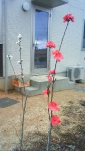 11709828_835453373203088_6648148884893915082_n